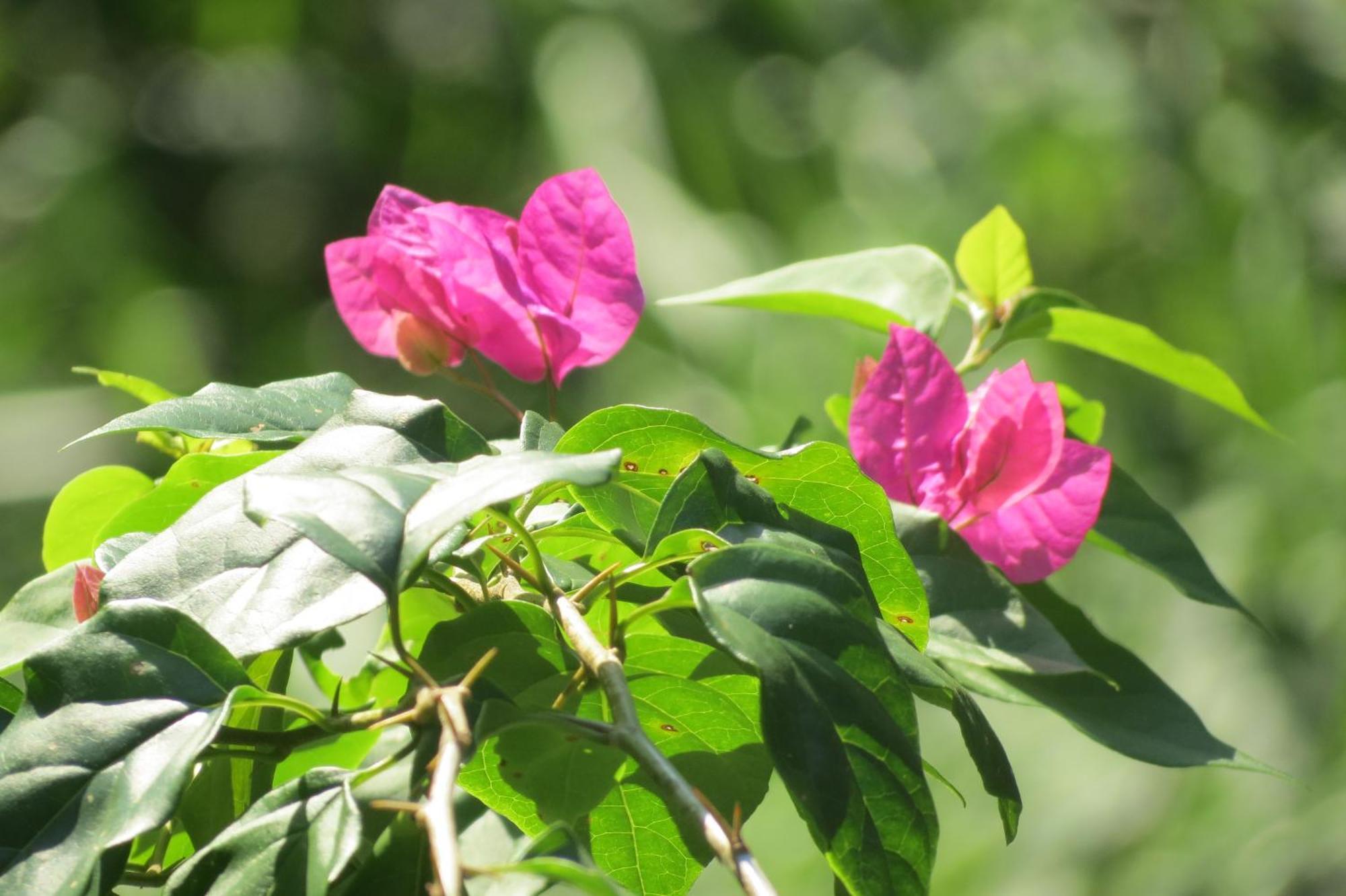 Vocare Finca Agroecologica Upala Kültér fotó