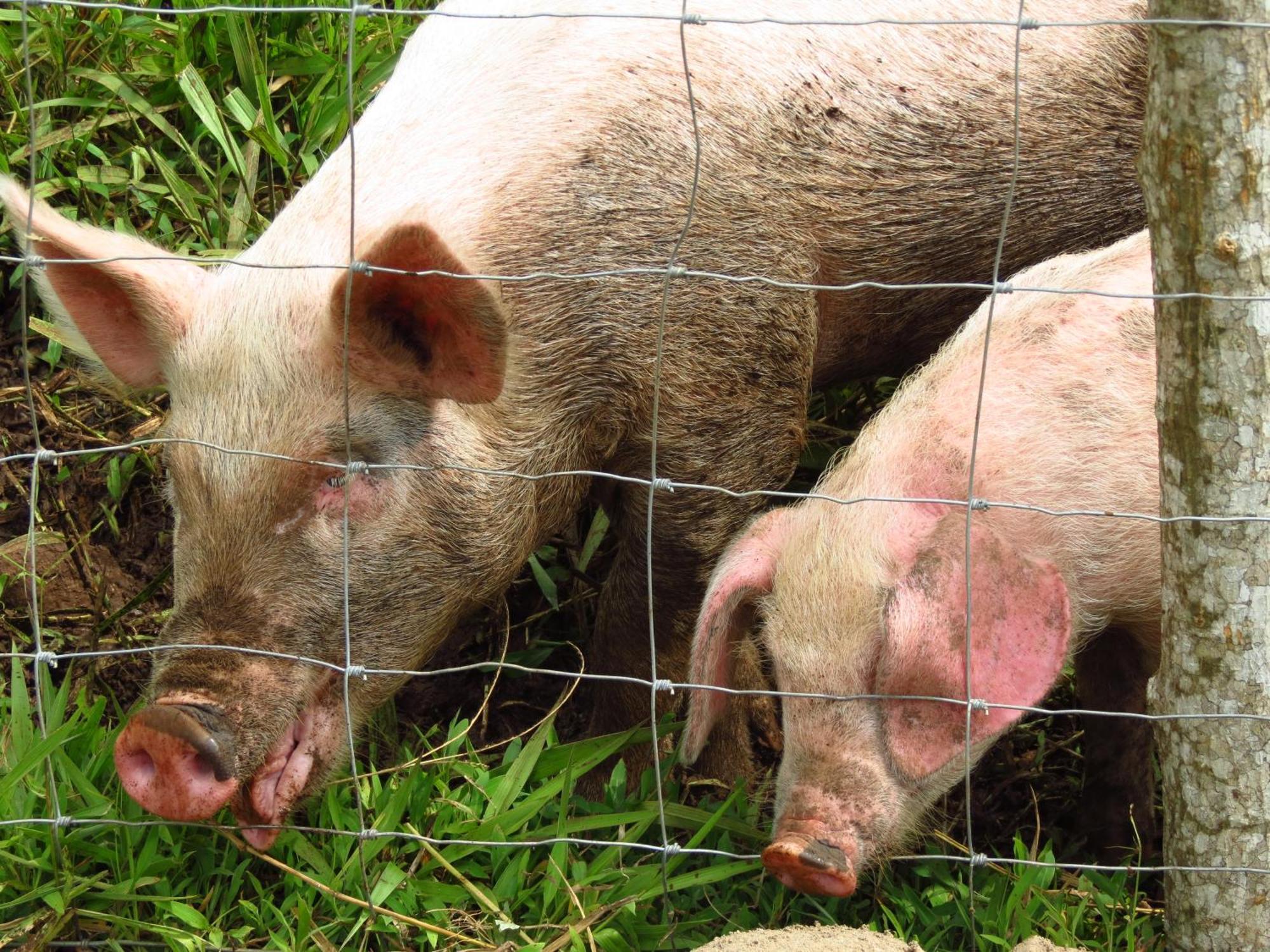 Vocare Finca Agroecologica Upala Kültér fotó