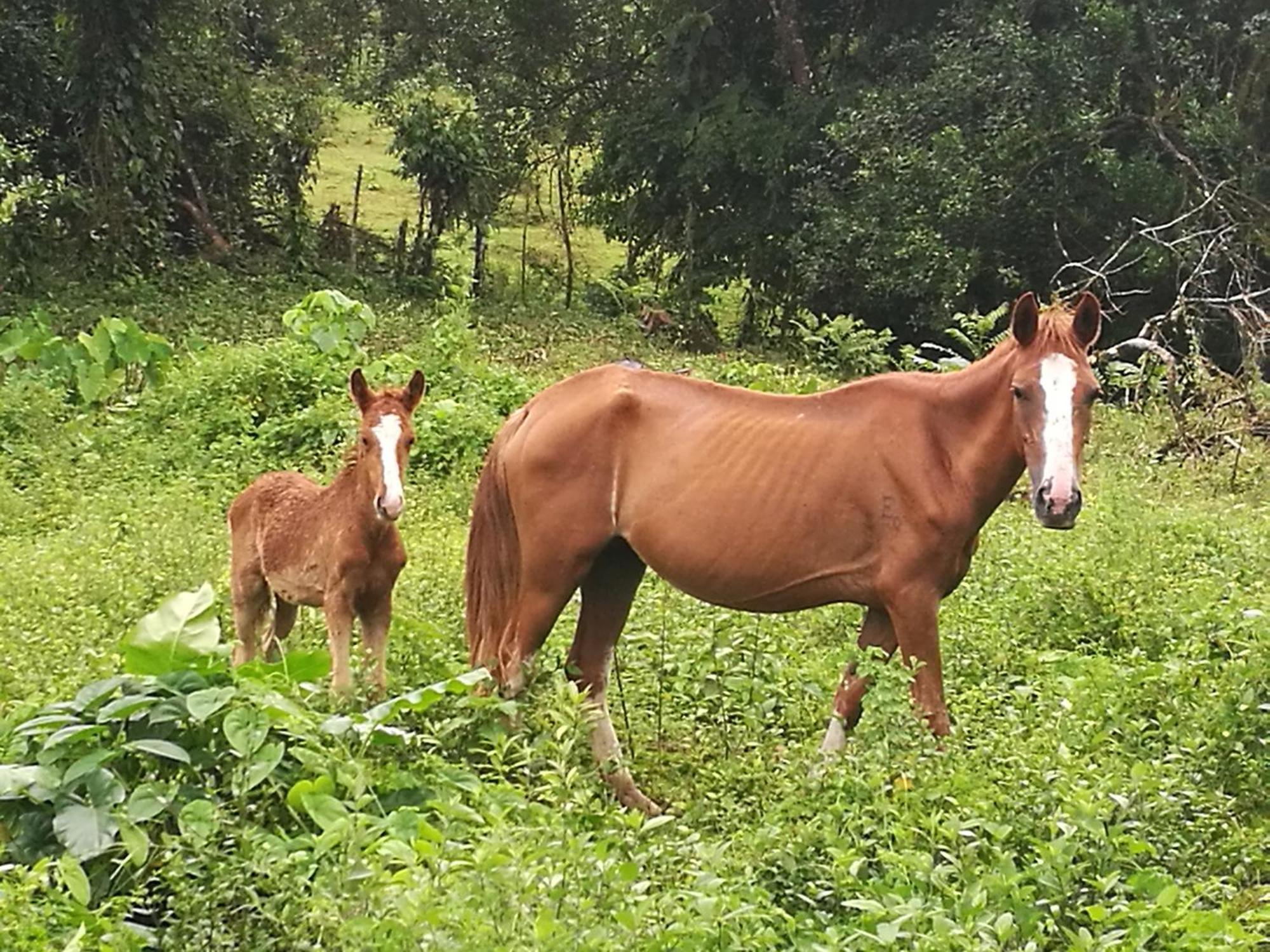 Vocare Finca Agroecologica Upala Kültér fotó
