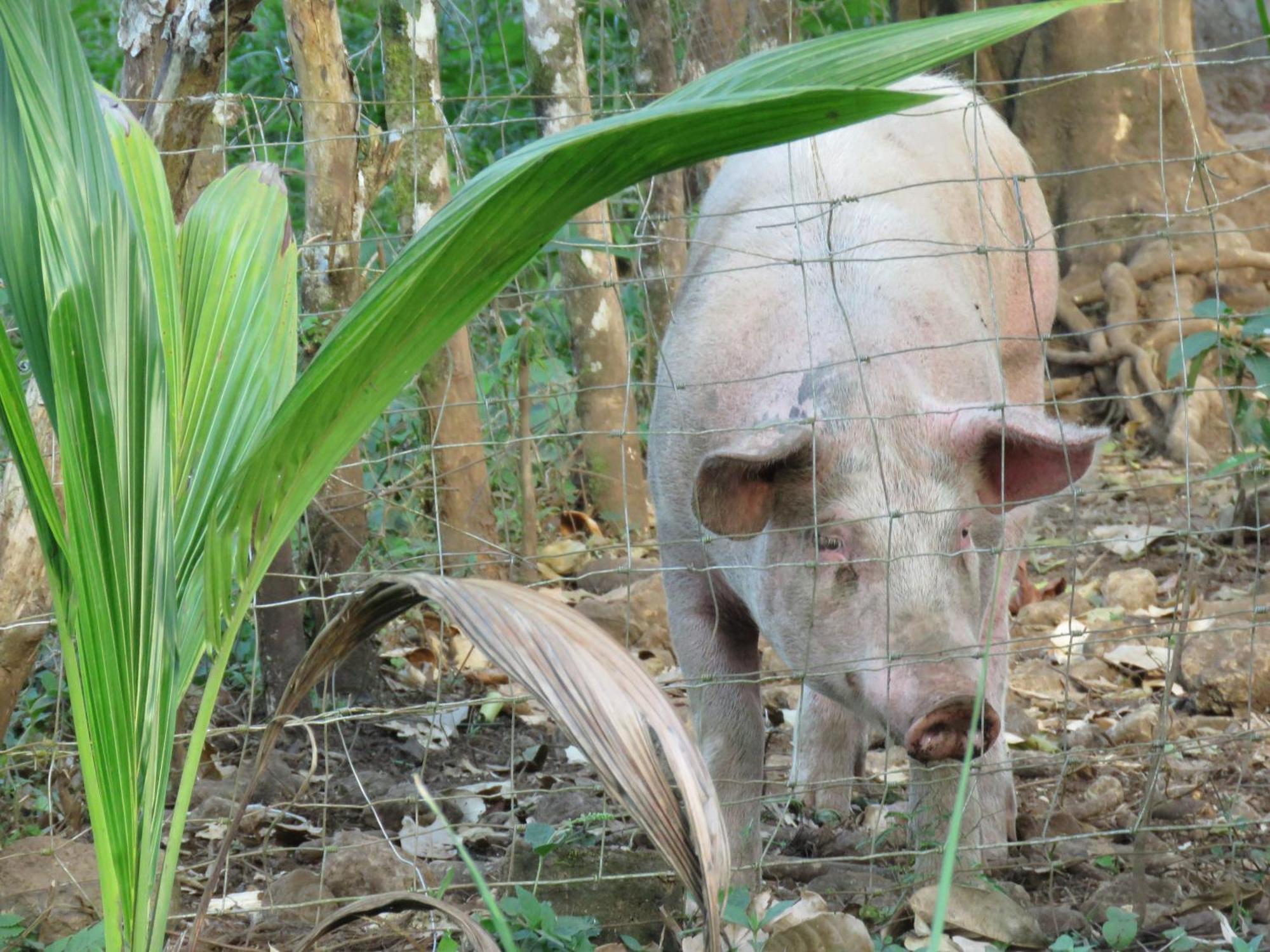 Vocare Finca Agroecologica Upala Kültér fotó