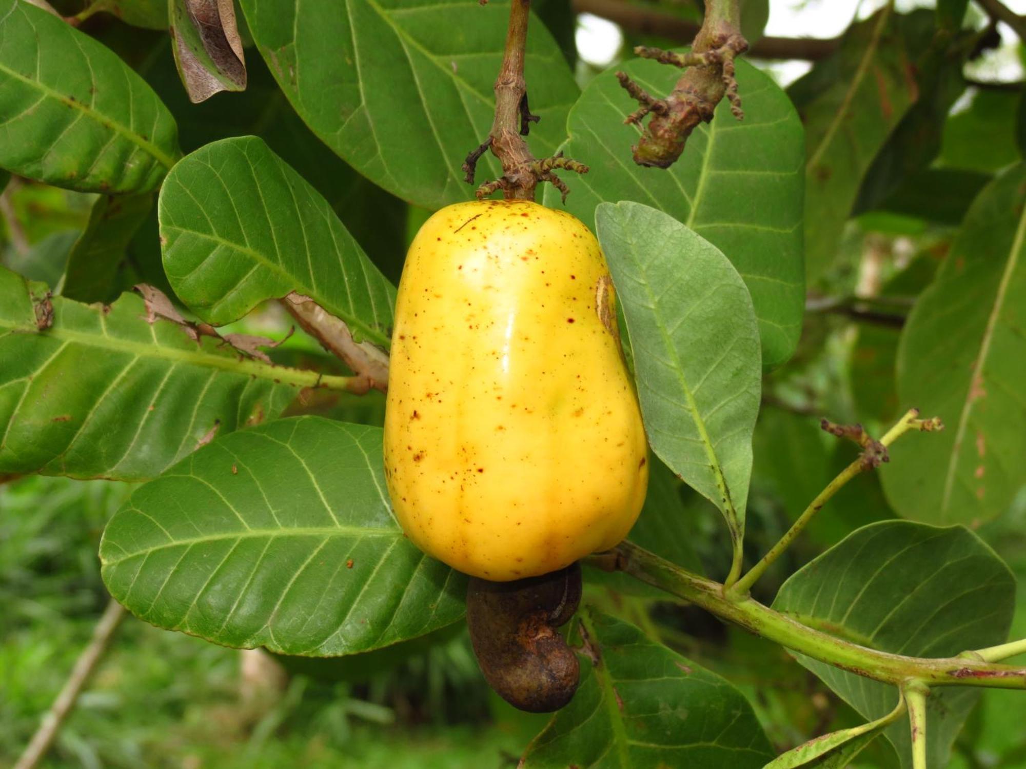 Vocare Finca Agroecologica Upala Kültér fotó